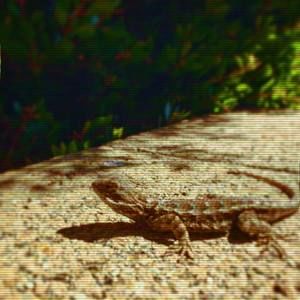 Meet your Posher, Dulce